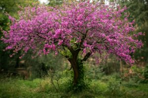 arbre-judas-fleurs-roses-jardin-flou