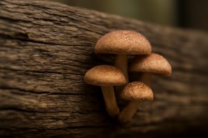 bois-champignons-gros-plan-texture