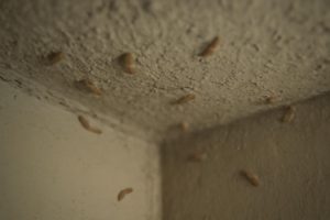 larves-papillons-plafond-texture-neutre