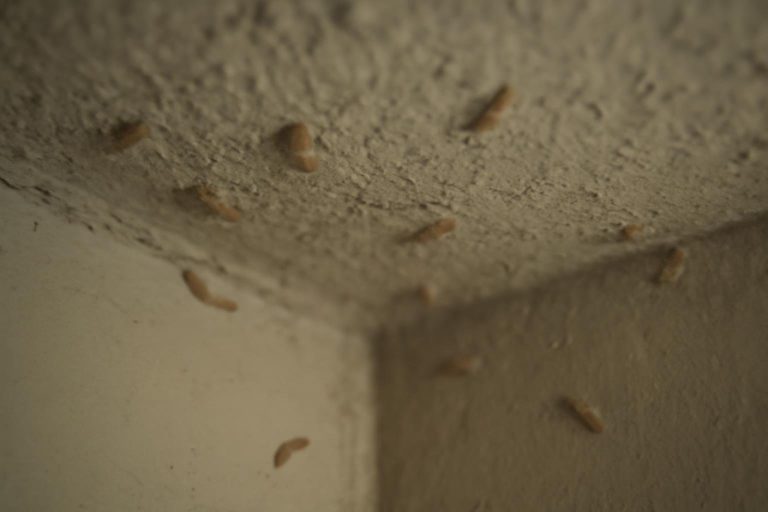 Larves de Mites au Plafond : D&rsquo;où Viennent-elles et Comment les Éliminer ?