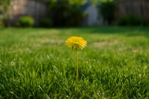 pissenlit-gazon-verdoyant-jardin-flou