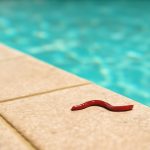 Ver Rouge Piscine : D&rsquo;où Viennent-ils et Comment les Éliminer ?