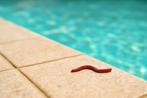 ver-de-piscine-eau-limpide