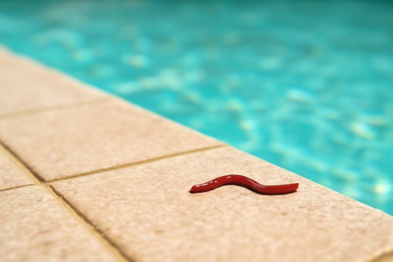 Ver Rouge Piscine : D&rsquo;où Viennent-ils et Comment les Éliminer ?