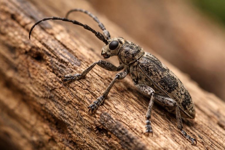 Capricorne Insecte du Bois : Comment le Reconnaître et l&rsquo;Éliminer ?